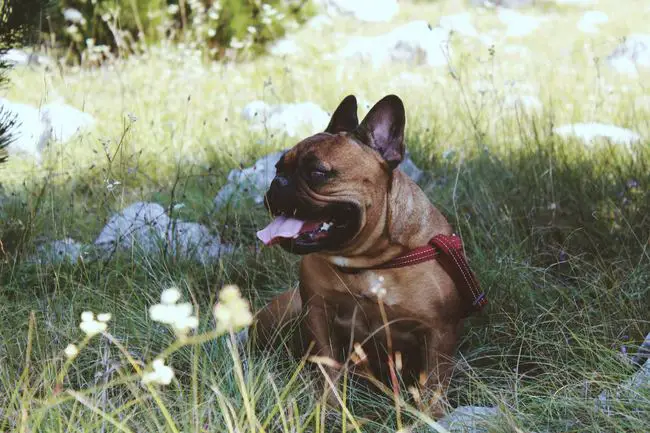 Mouth Odors in French bulldog