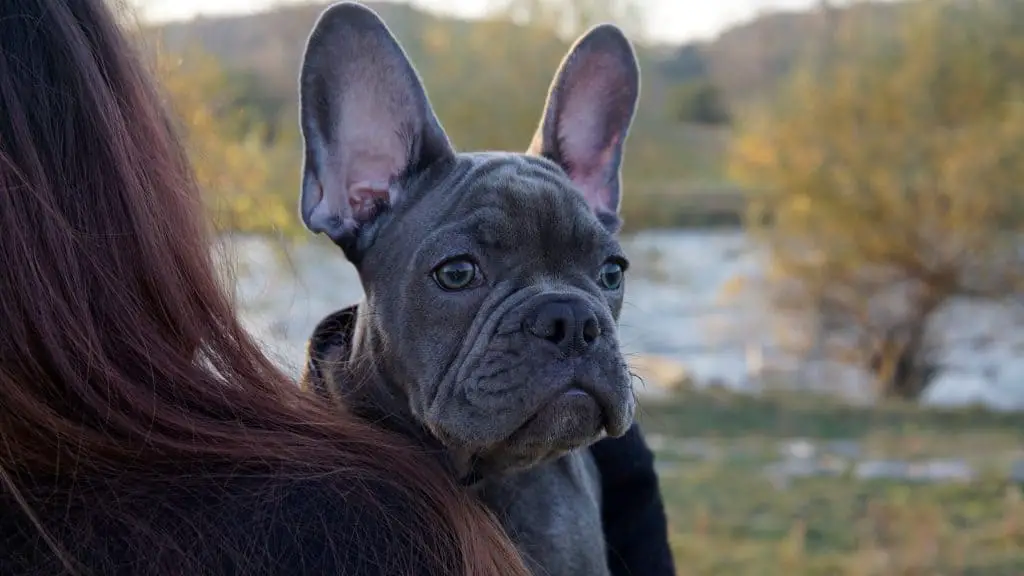How to find a reputable french bulldog breeder
