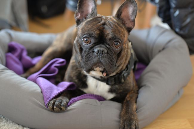 The dirty bed is another reason behind the unpleasant smell from French bulldog. 