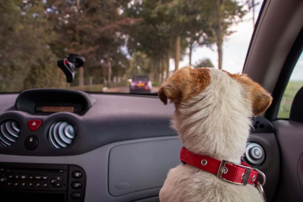 Traveling with dog by car