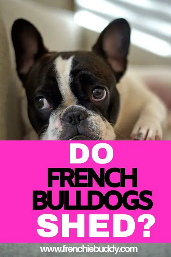 Causes of Shedding In French Bulldogs.