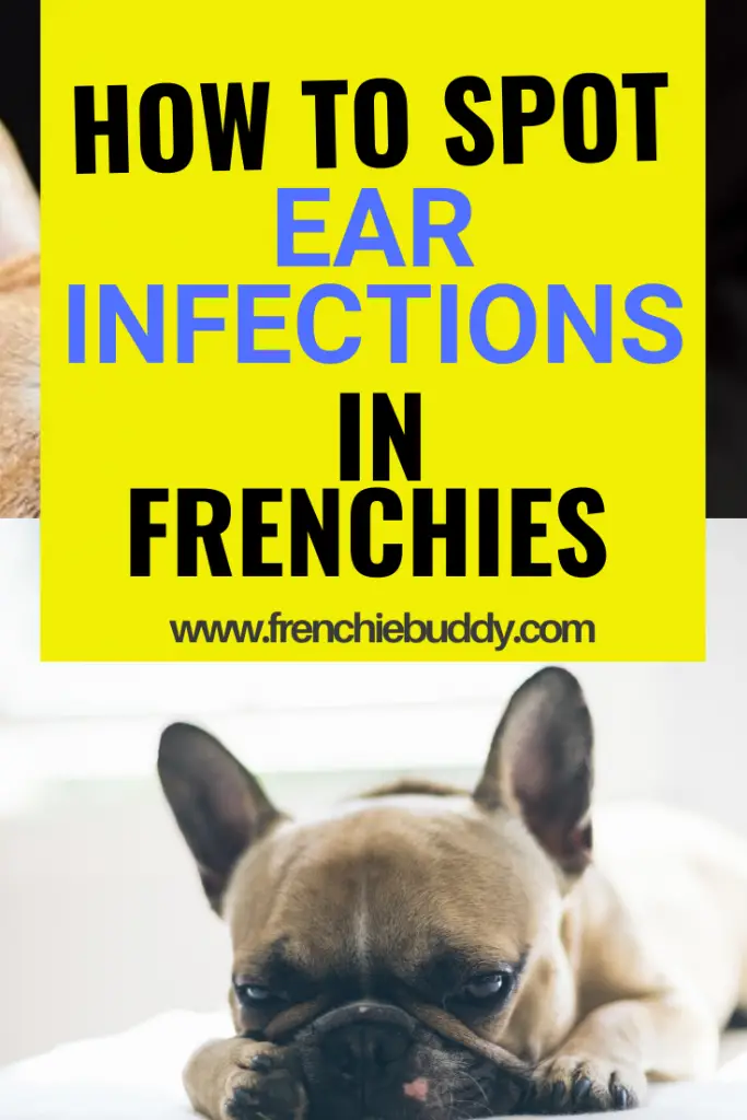 How do you know if your dog has an ear infection?