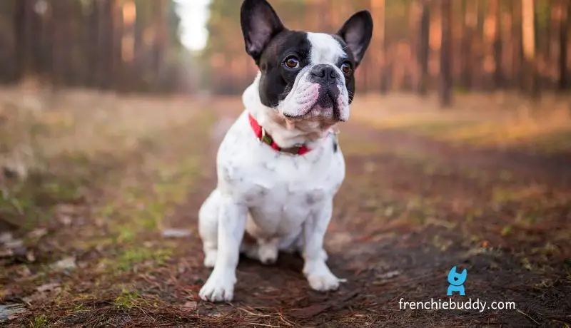 What causes arthritis in French bulldogs?