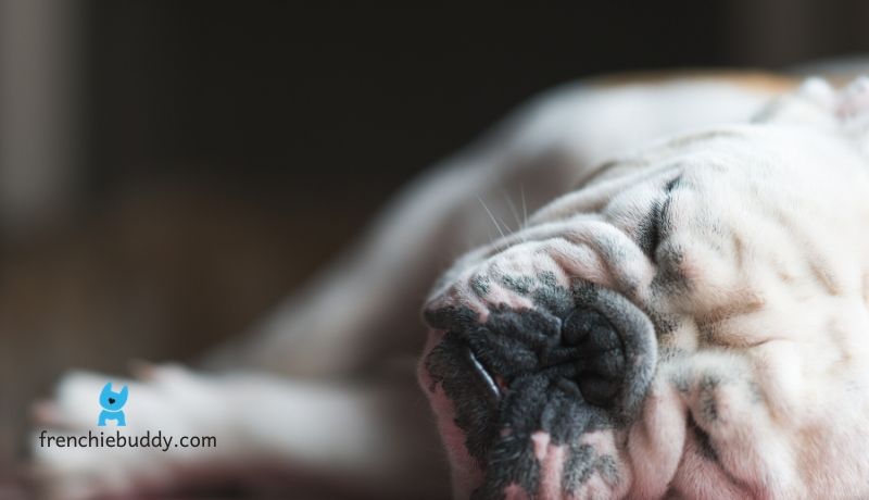 Are French Bulldogs Lazy ?