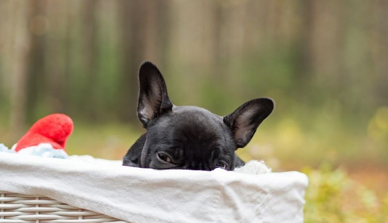 Ear infections in French bulldog
