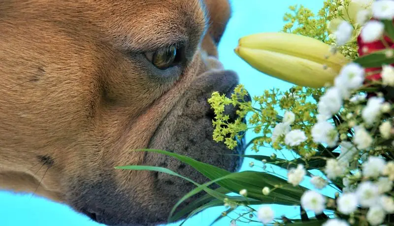 Treat dry dog's nose with natural ingredient