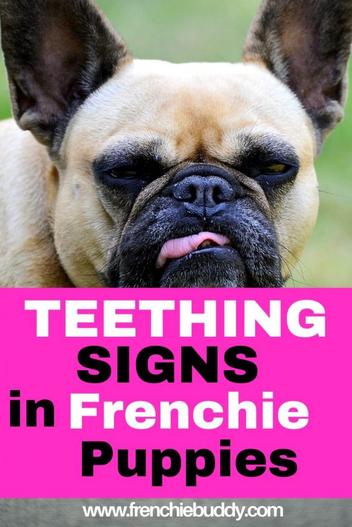 what age do french bulldogs lose baby teeth