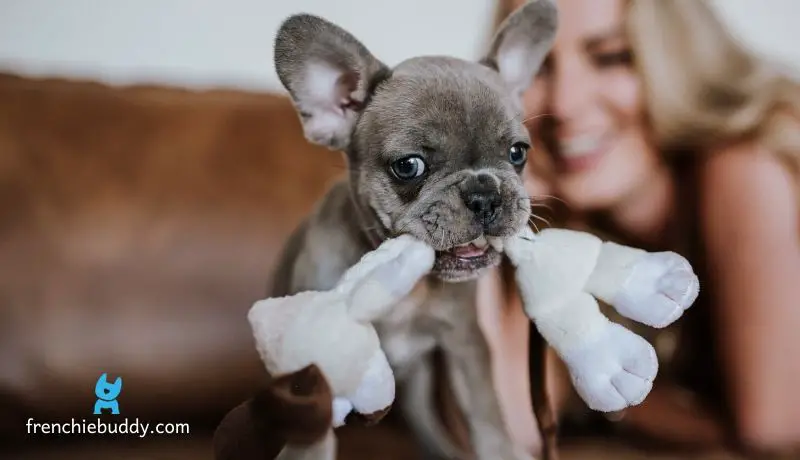 teacup french bulldogs