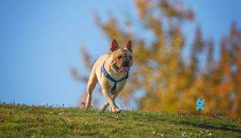 are french bulldogs good for hiking