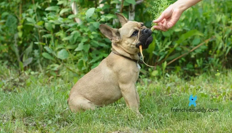 French bulldog is a picky eater
