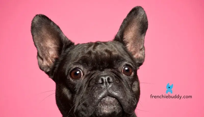 Reading the signs of French bulldog ears