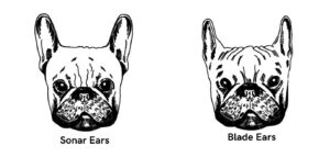 Understand Your French Bulldog’s Feelings Through Their Ears - frenchie ...