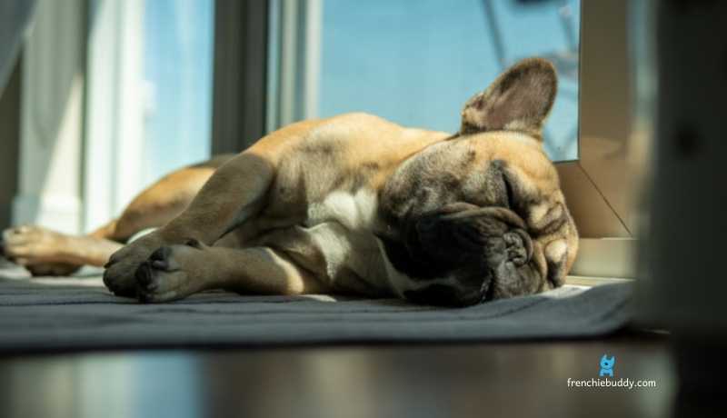 comfort a dying french bulldog
