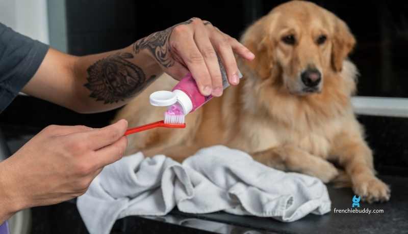 can toothpaste cause upset of dog's stomach