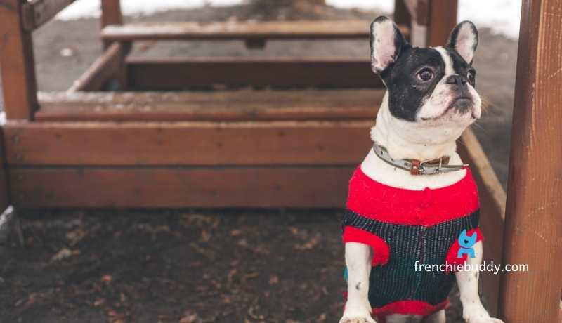 adopting a shelter French bulldog